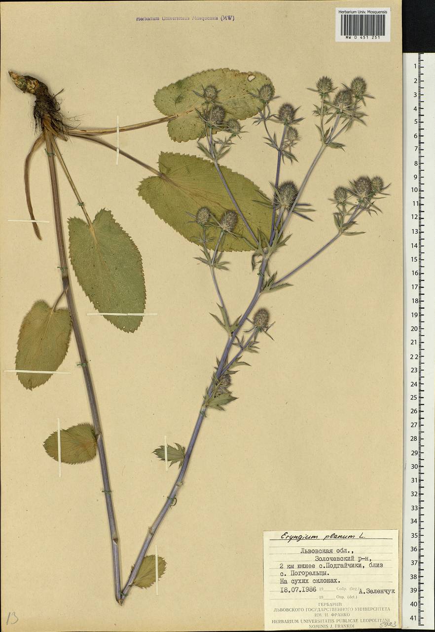Eryngium planum L., Eastern Europe, West Ukrainian region (E13) (Ukraine)
