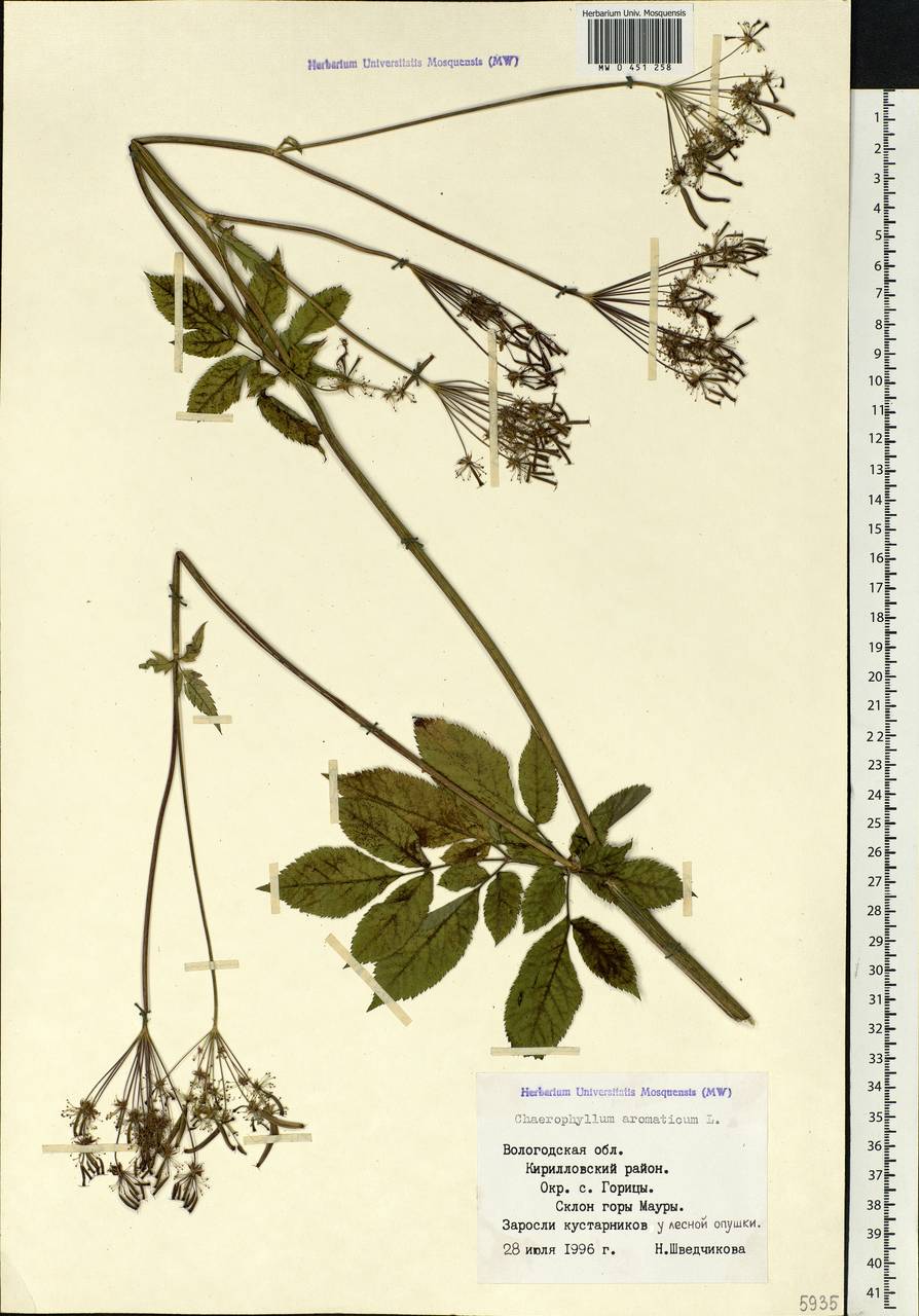 Chaerophyllum aromaticum L., Eastern Europe, Northern region (E1) (Russia)