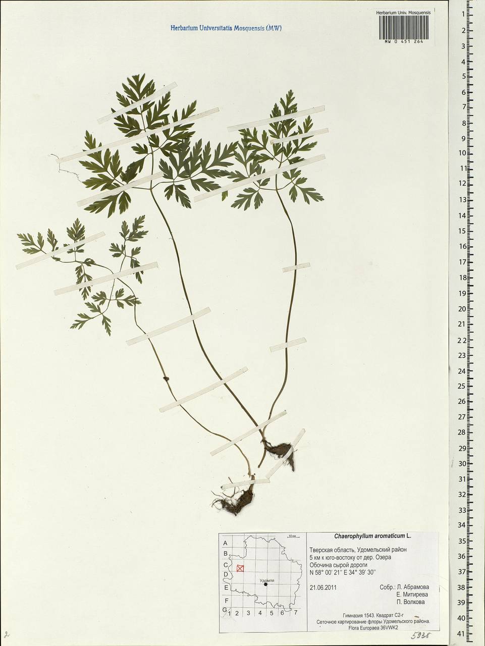 Chaerophyllum aromaticum L., Eastern Europe, North-Western region (E2) (Russia)