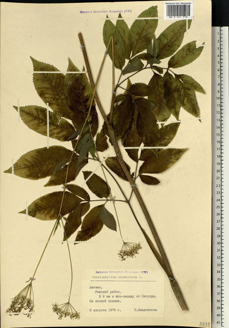 Chaerophyllum aromaticum L., Eastern Europe, Latvia (E2b) (Latvia)