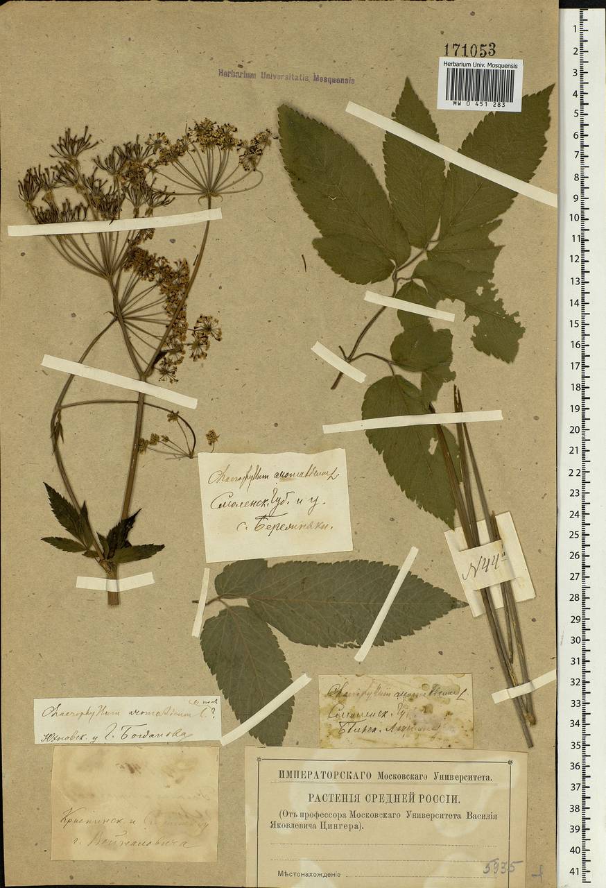 Chaerophyllum aromaticum L., Eastern Europe, Western region (E3) (Russia)