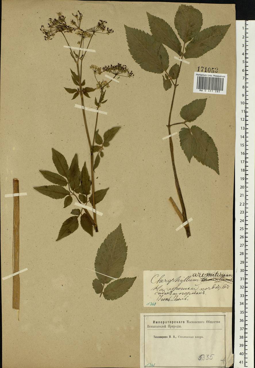 Chaerophyllum aromaticum L., Eastern Europe, Western region (E3) (Russia)