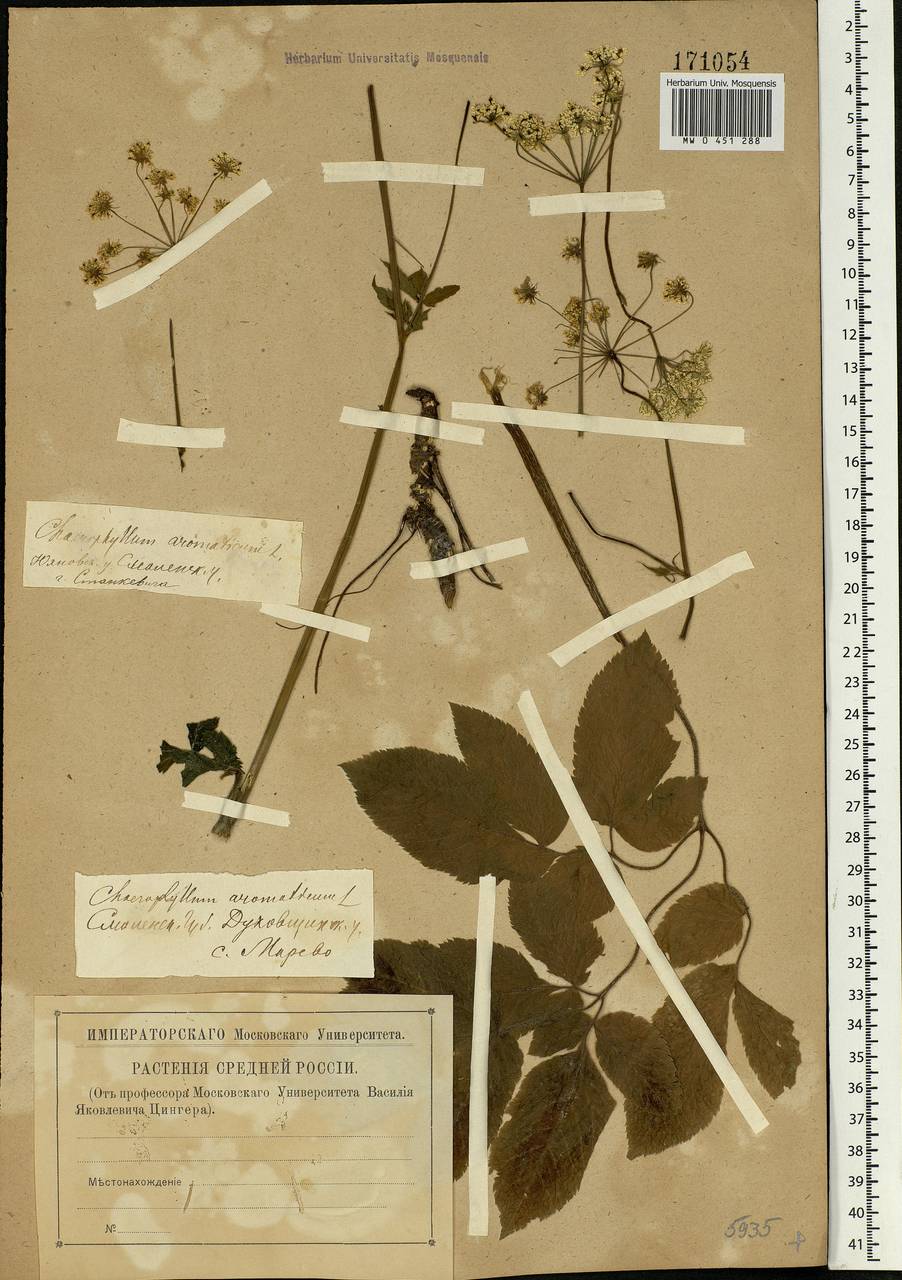 Chaerophyllum aromaticum L., Eastern Europe, Central region (E4) (Russia)