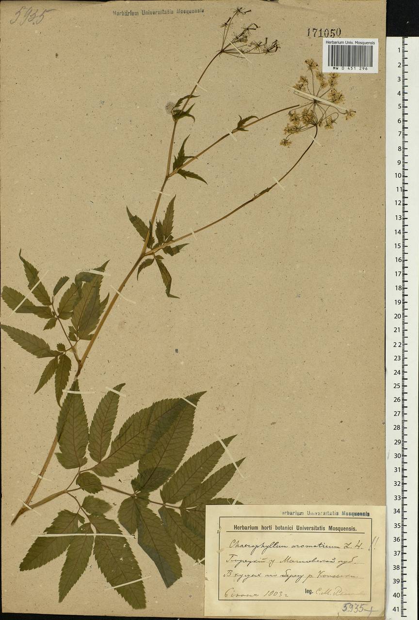 Chaerophyllum aromaticum L., Eastern Europe, Belarus (E3a) (Belarus)