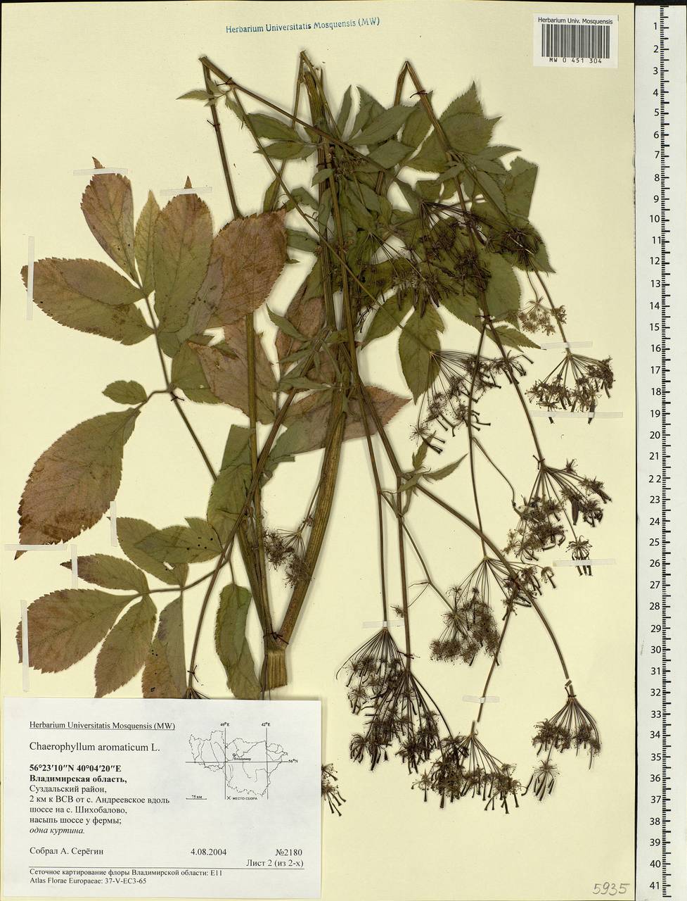 Chaerophyllum aromaticum L., Eastern Europe, Central region (E4) (Russia)