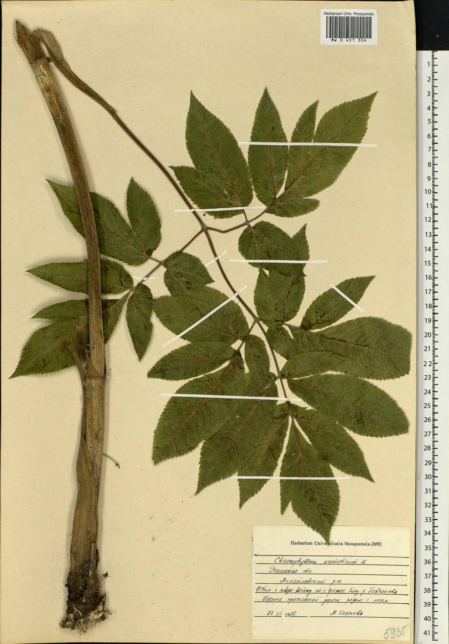 Chaerophyllum aromaticum L., Eastern Europe, Central region (E4) (Russia)