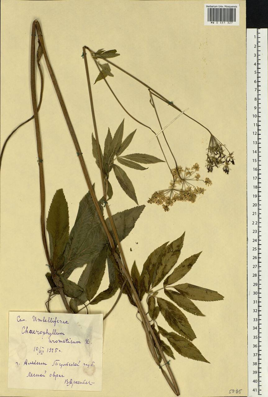 Chaerophyllum aromaticum L., Eastern Europe, Central region (E4) (Russia)