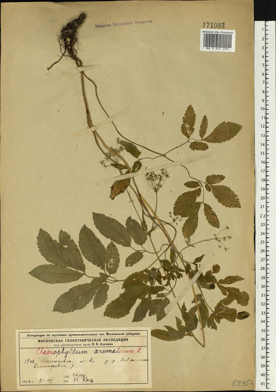 Chaerophyllum aromaticum L., Eastern Europe, Moscow region (E4a) (Russia)