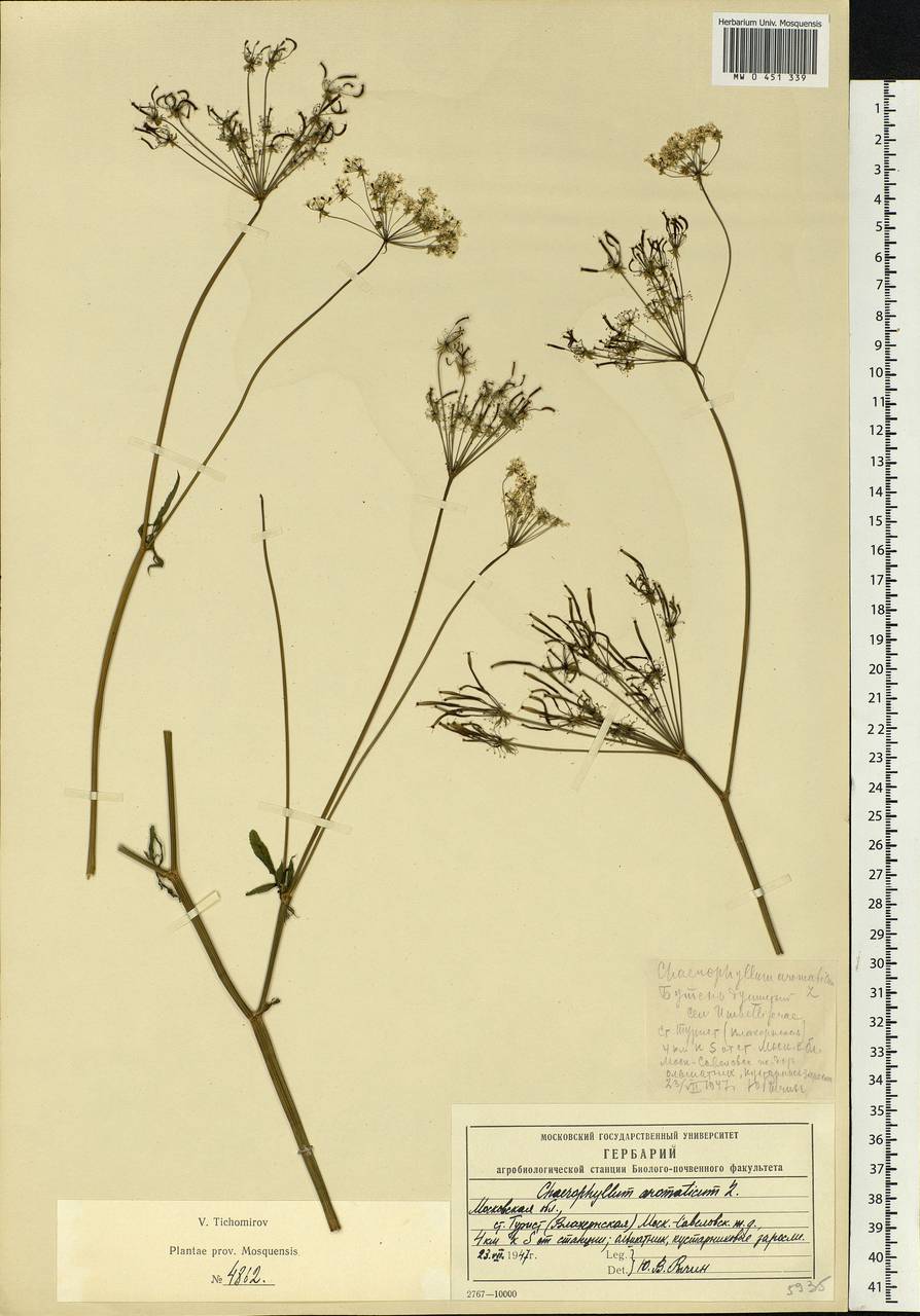 Chaerophyllum aromaticum L., Eastern Europe, Moscow region (E4a) (Russia)