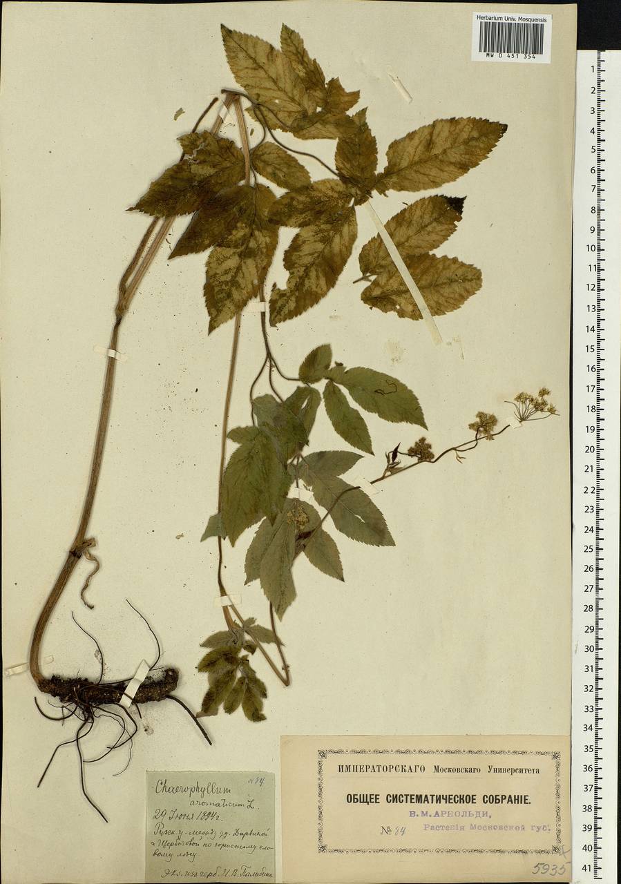 Chaerophyllum aromaticum L., Eastern Europe, Moscow region (E4a) (Russia)