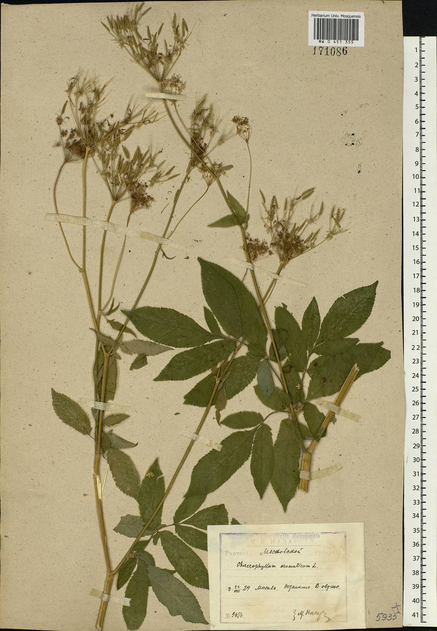 Chaerophyllum aromaticum L., Eastern Europe, Moscow region (E4a) (Russia)