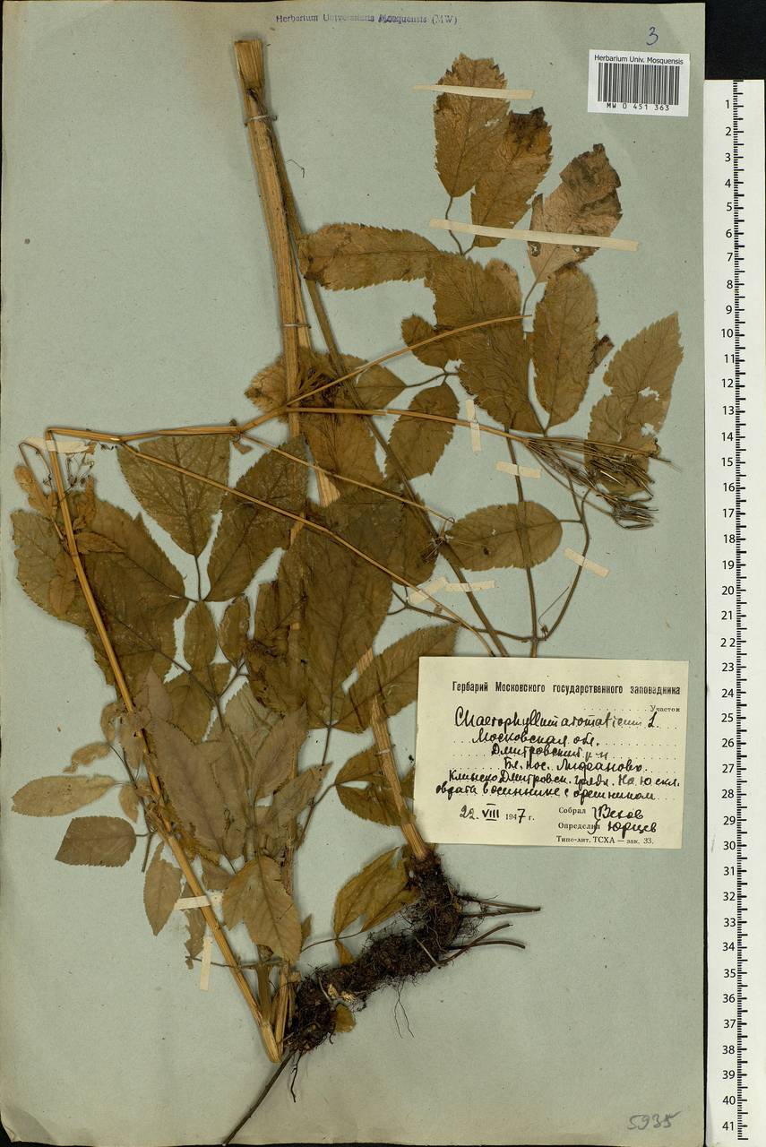 Chaerophyllum aromaticum L., Eastern Europe, Moscow region (E4a) (Russia)