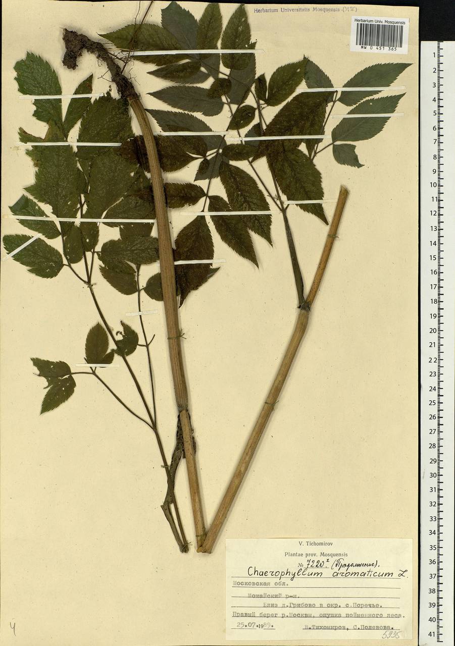 Chaerophyllum aromaticum L., Eastern Europe, Moscow region (E4a) (Russia)