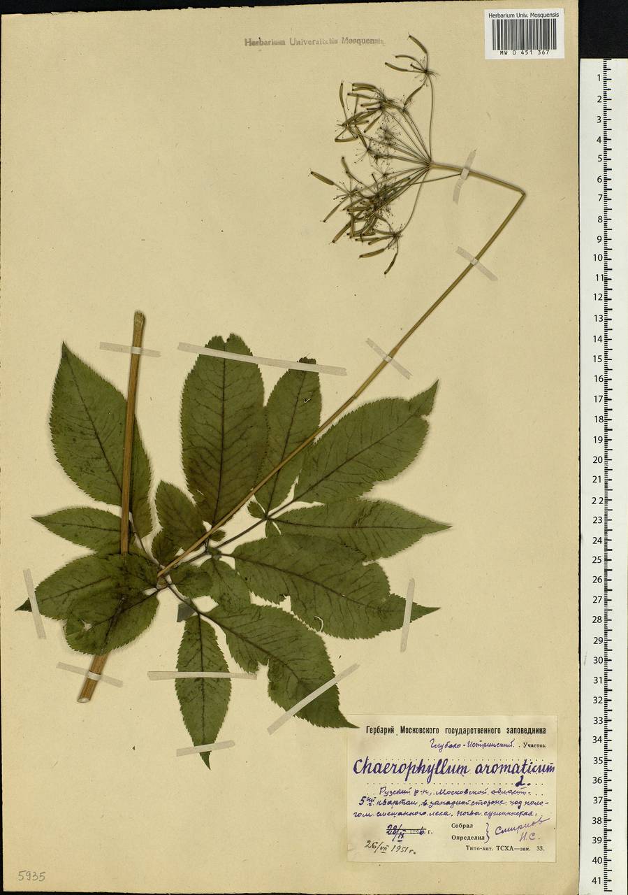 Chaerophyllum aromaticum L., Eastern Europe, Moscow region (E4a) (Russia)