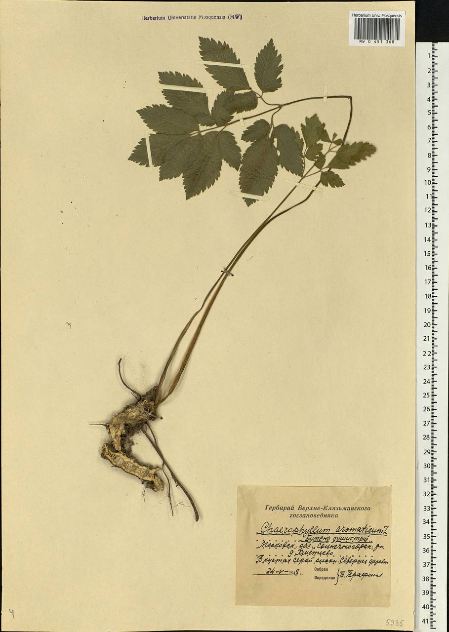 Chaerophyllum aromaticum L., Eastern Europe, Moscow region (E4a) (Russia)