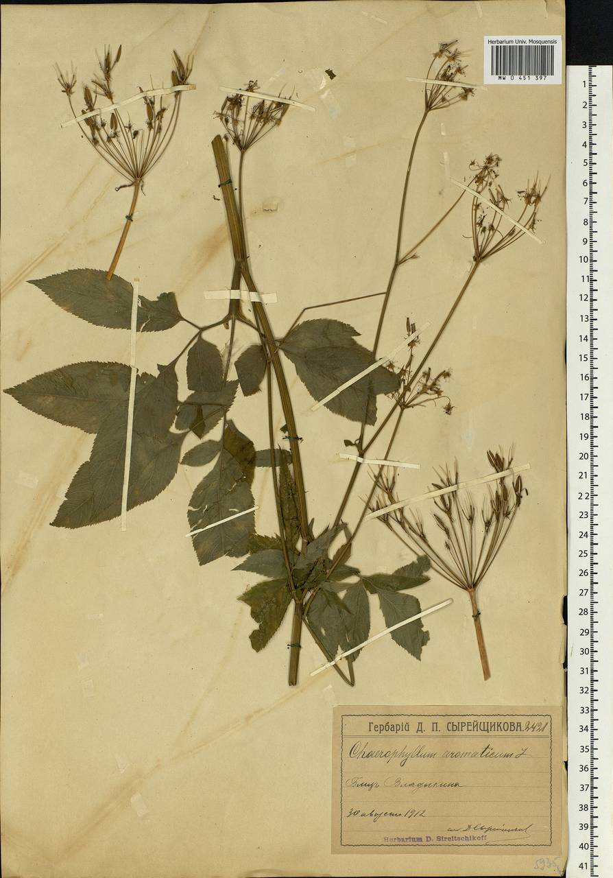 Chaerophyllum aromaticum L., Eastern Europe, Moscow region (E4a) (Russia)