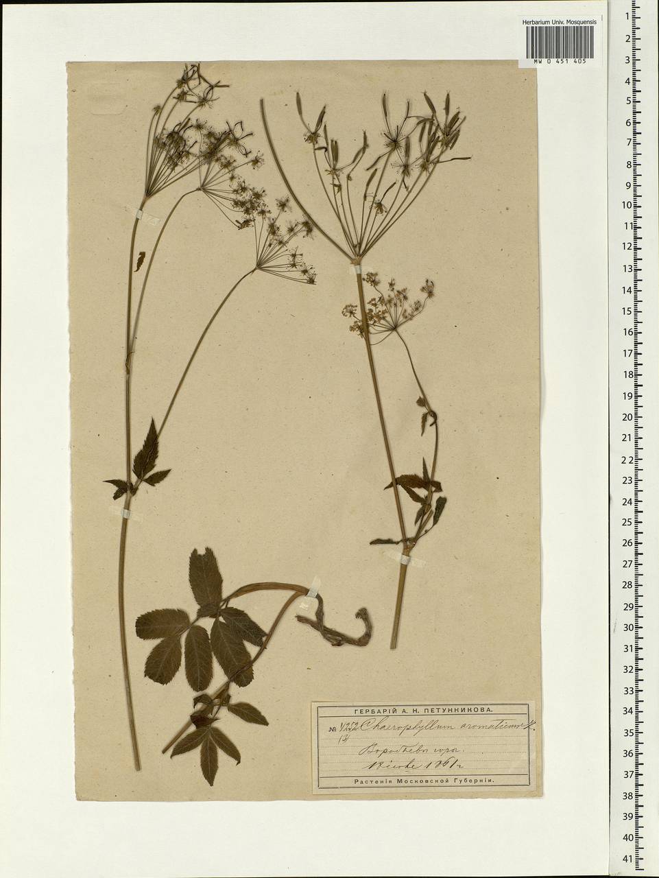 Chaerophyllum aromaticum L., Eastern Europe, Moscow region (E4a) (Russia)