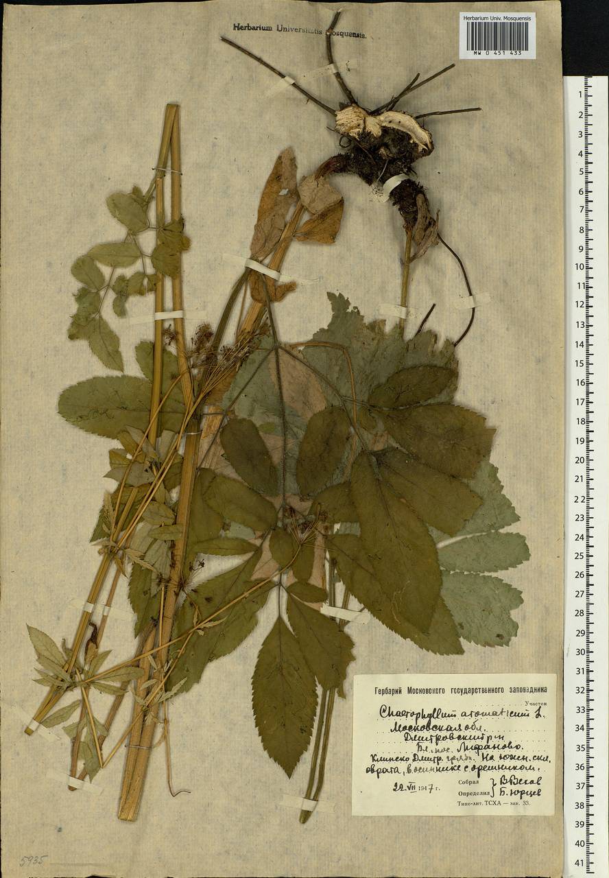 Chaerophyllum aromaticum L., Eastern Europe, Moscow region (E4a) (Russia)