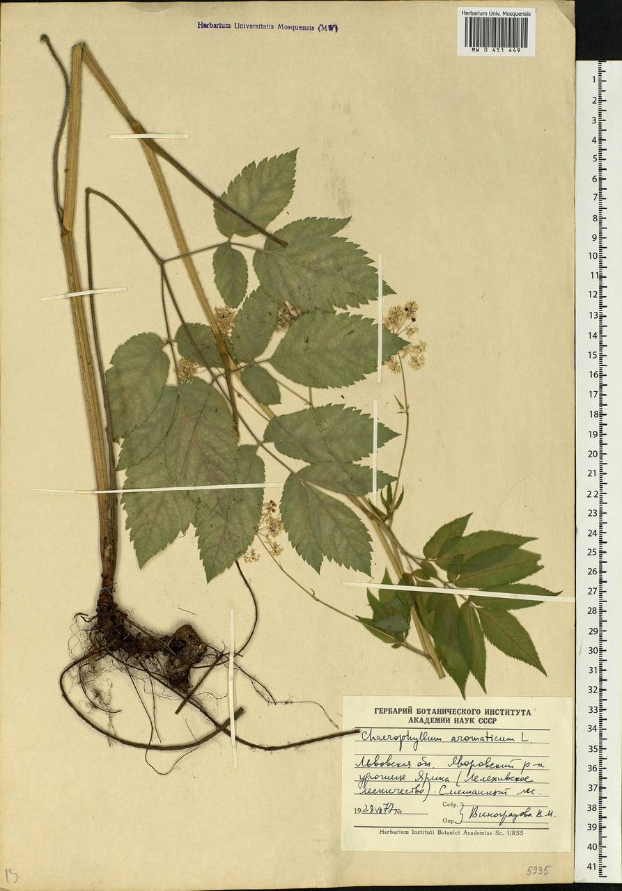 Chaerophyllum aromaticum L., Eastern Europe, West Ukrainian region (E13) (Ukraine)