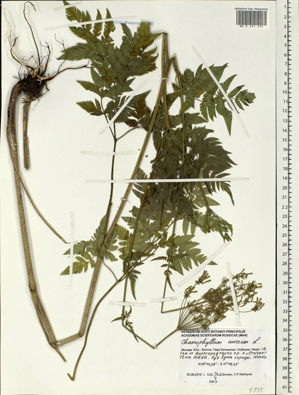 Chaerophyllum aureum L., Eastern Europe, Moscow region (E4a) (Russia)