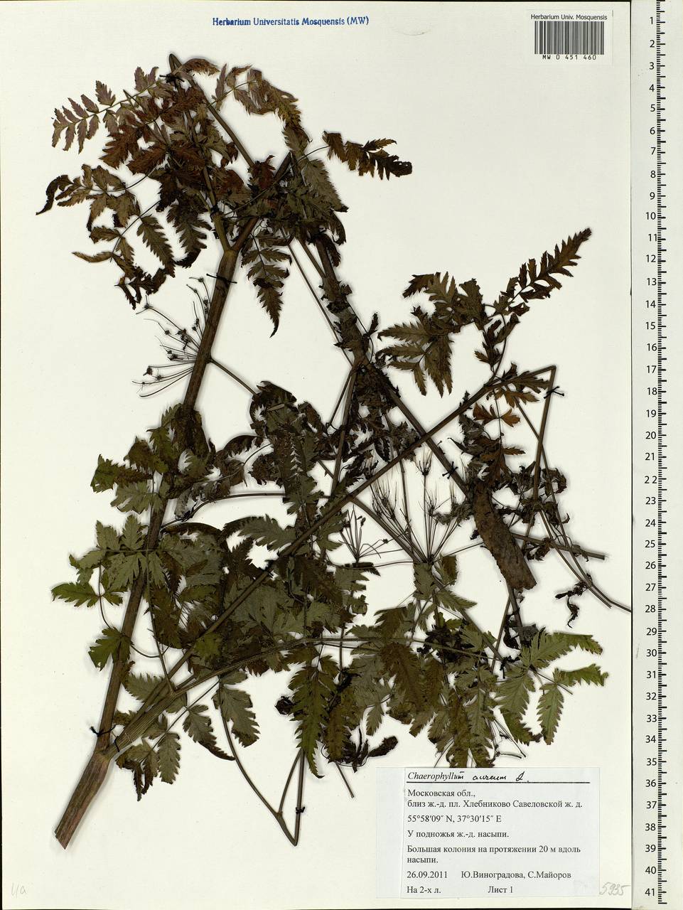 Chaerophyllum aureum L., Eastern Europe, Moscow region (E4a) (Russia)