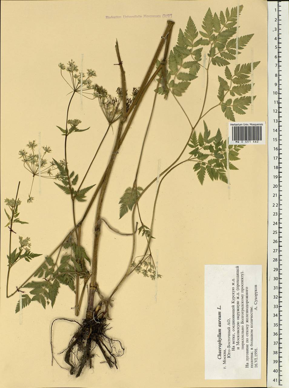 Chaerophyllum aureum L., Eastern Europe, Moscow region (E4a) (Russia)