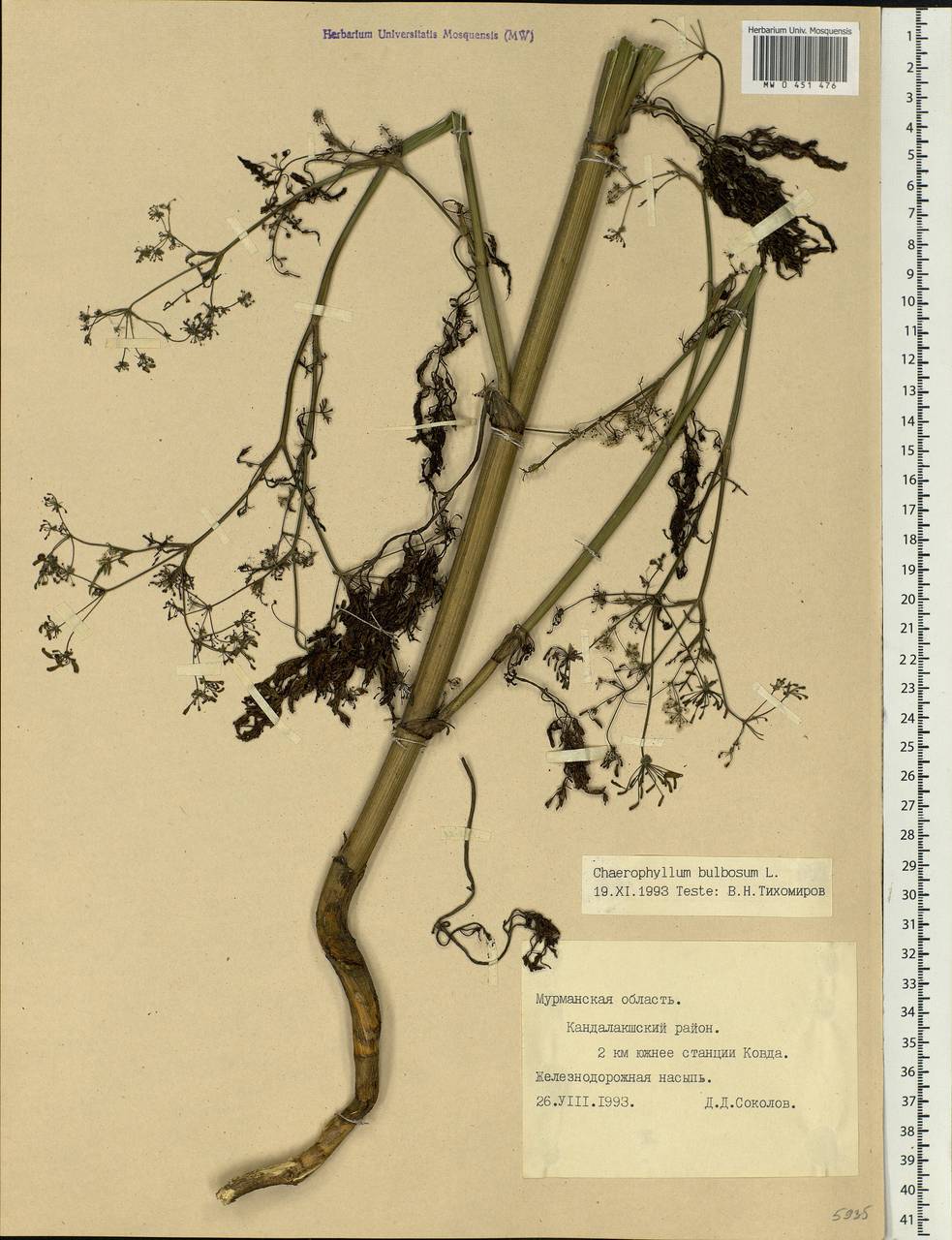 Chaerophyllum bulbosum L., Eastern Europe, Northern region (E1) (Russia)