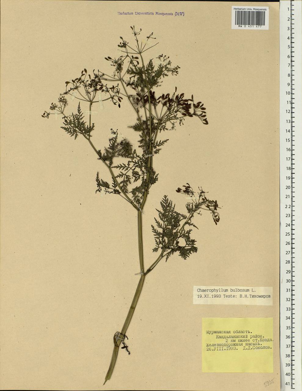 Chaerophyllum bulbosum L., Eastern Europe, Northern region (E1) (Russia)