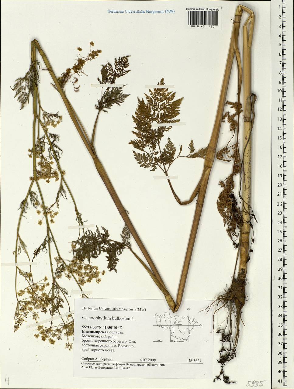 Chaerophyllum bulbosum L., Eastern Europe, Central region (E4) (Russia)