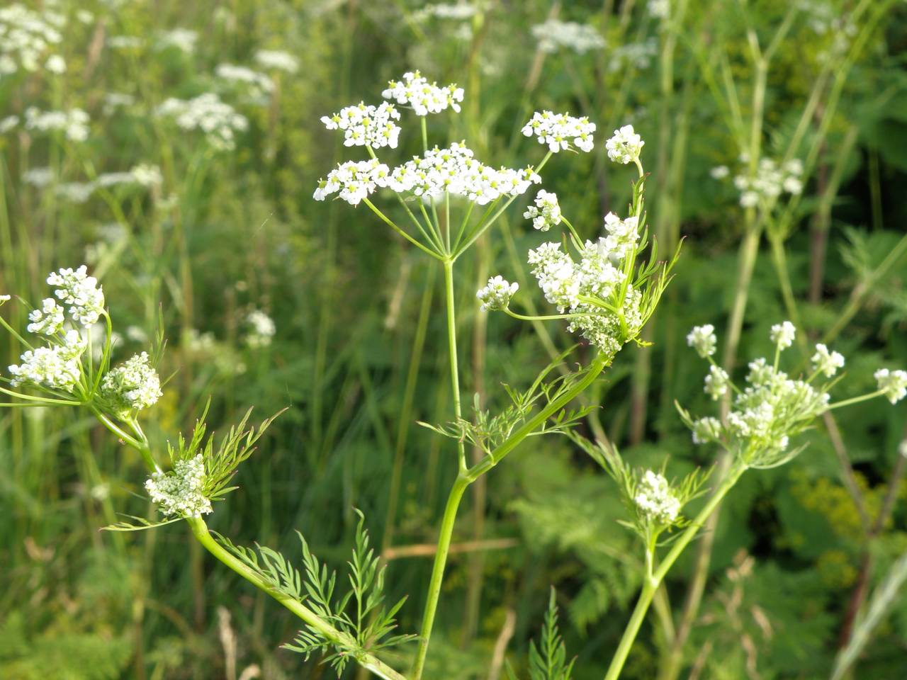 Chaerophyllum bulbosum L., Eastern Europe, Central region (E4) (Russia)