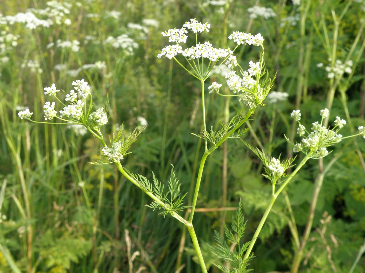 Chaerophyllum bulbosum L., Eastern Europe, Central region (E4) (Russia)