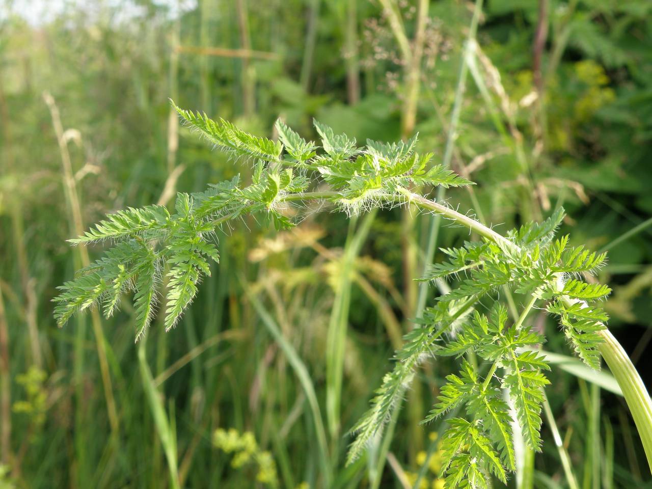 Chaerophyllum bulbosum L., Eastern Europe, Central region (E4) (Russia)