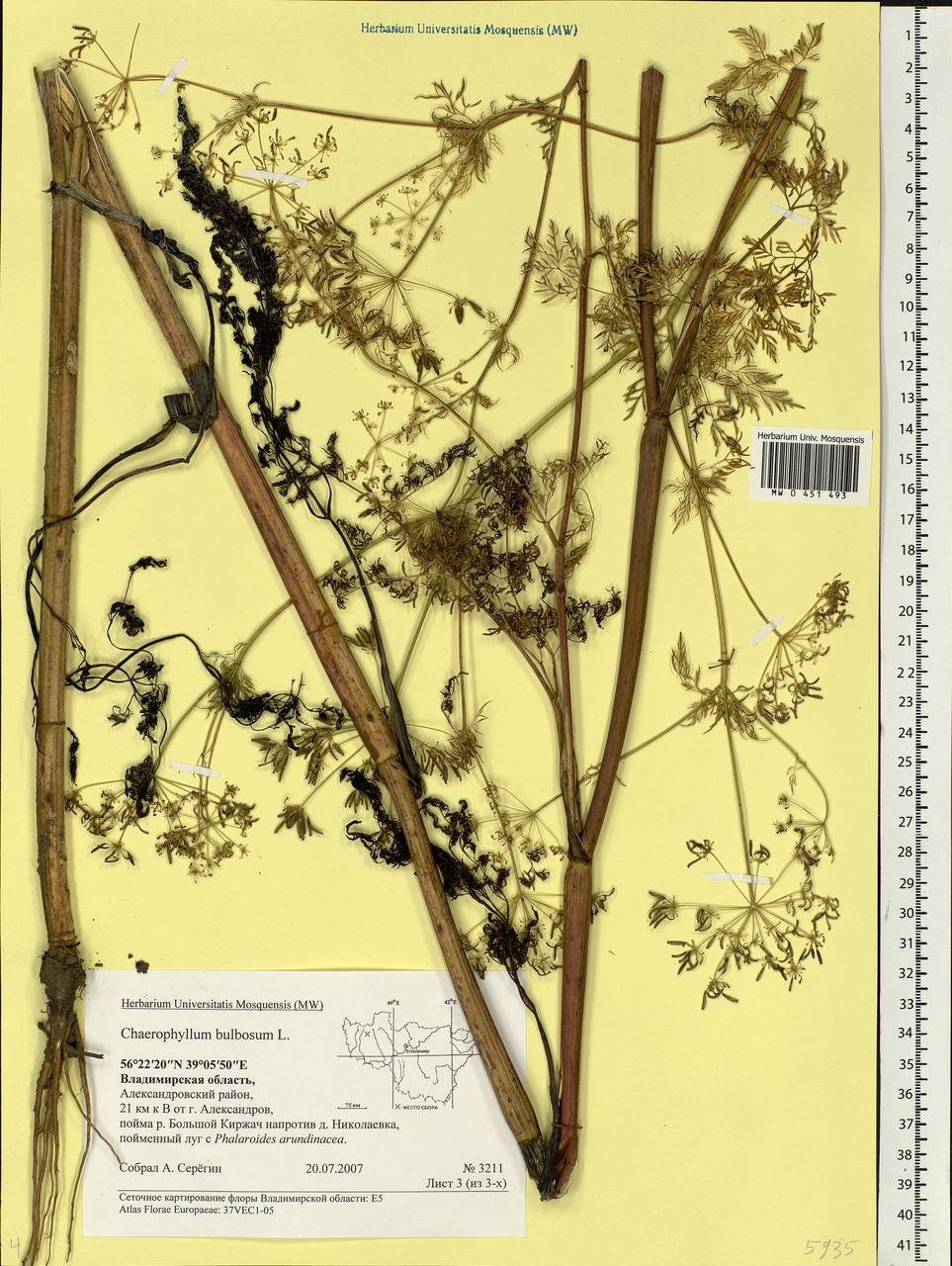 Chaerophyllum bulbosum L., Eastern Europe, Central region (E4) (Russia)