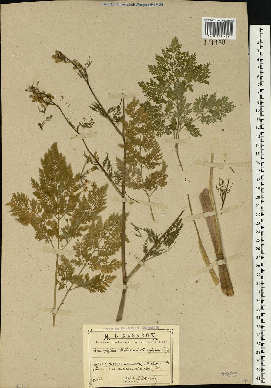 Chaerophyllum bulbosum L., Eastern Europe, Central region (E4) (Russia)