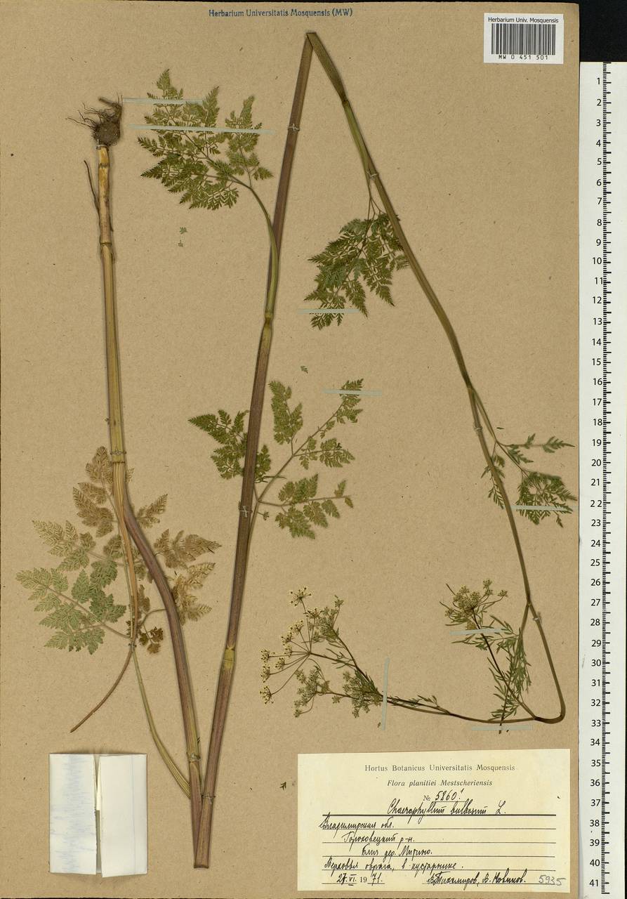 Chaerophyllum bulbosum L., Eastern Europe, Central region (E4) (Russia)