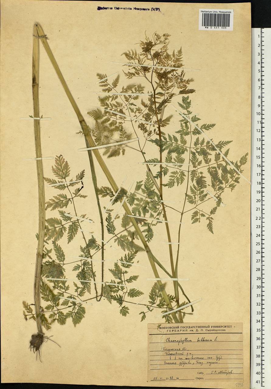 Chaerophyllum bulbosum L., Eastern Europe, Central region (E4) (Russia)