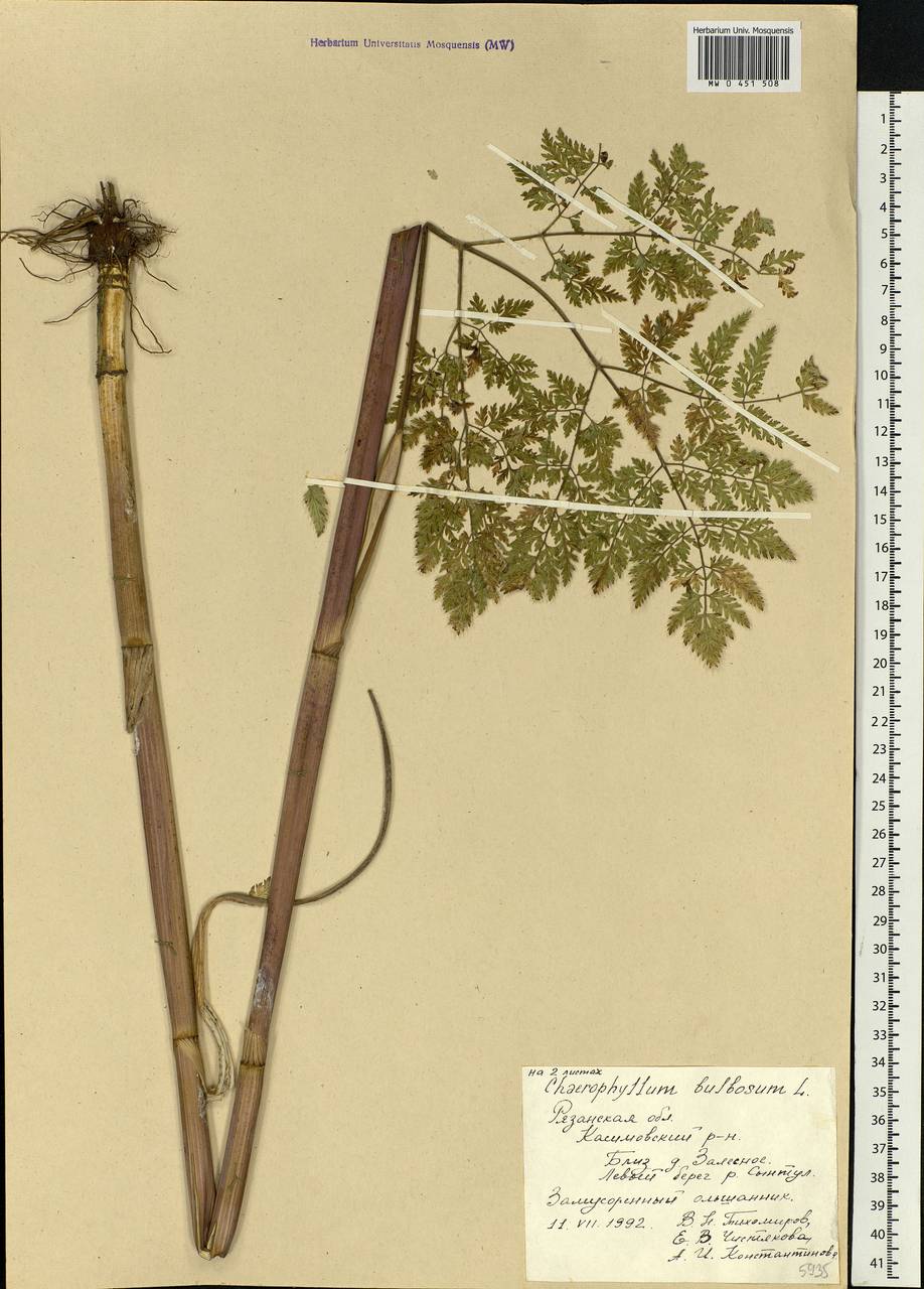 Chaerophyllum bulbosum L., Eastern Europe, Central region (E4) (Russia)