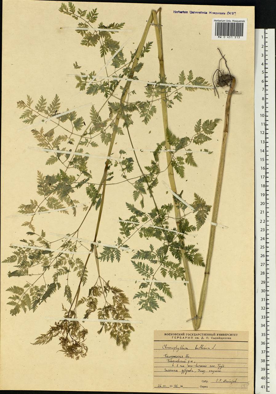 Chaerophyllum bulbosum L., Eastern Europe, Central region (E4) (Russia)