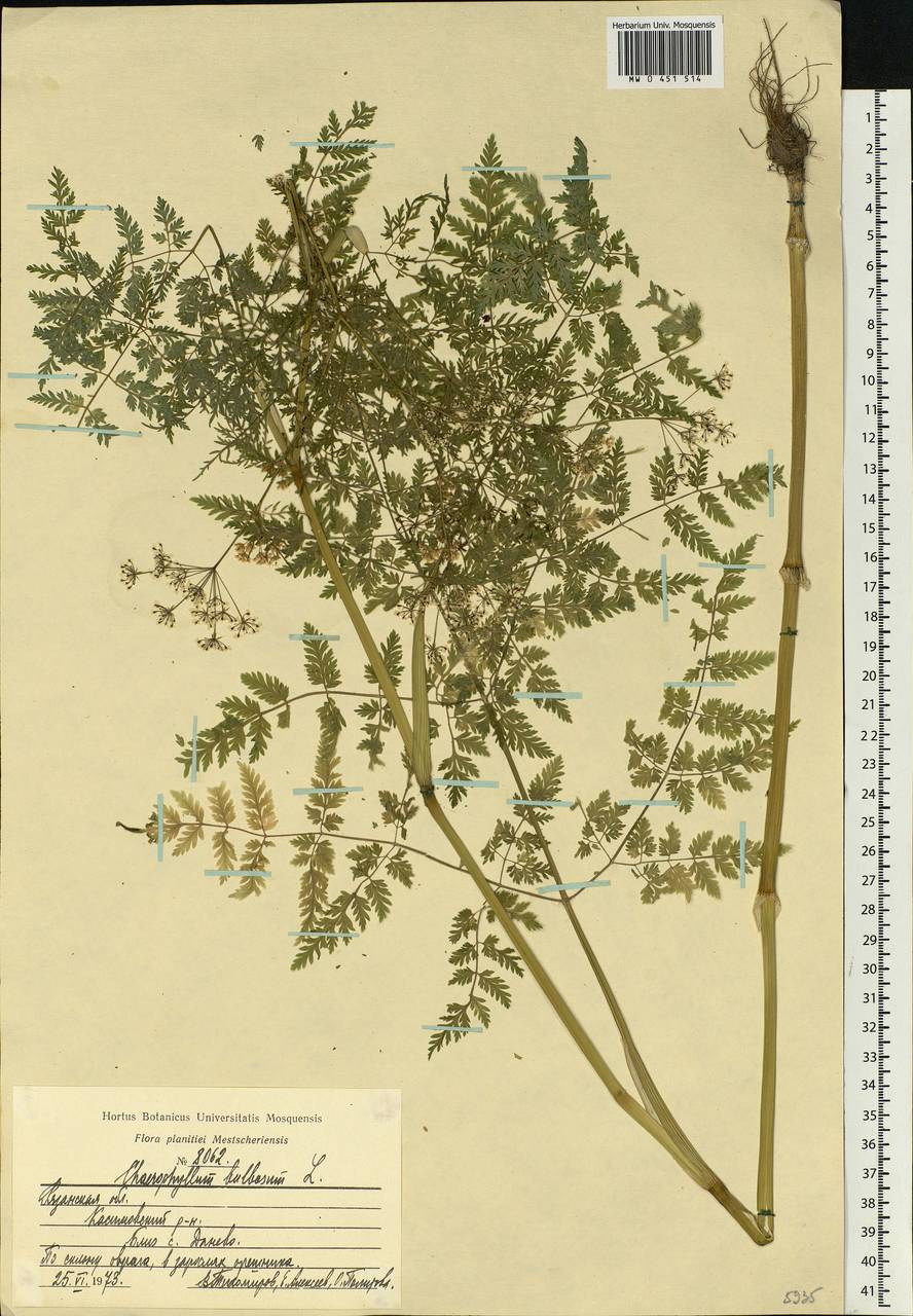 Chaerophyllum bulbosum L., Eastern Europe, Central region (E4) (Russia)