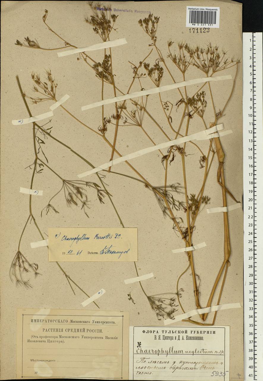 Chaerophyllum bulbosum L., Eastern Europe, Central region (E4) (Russia)