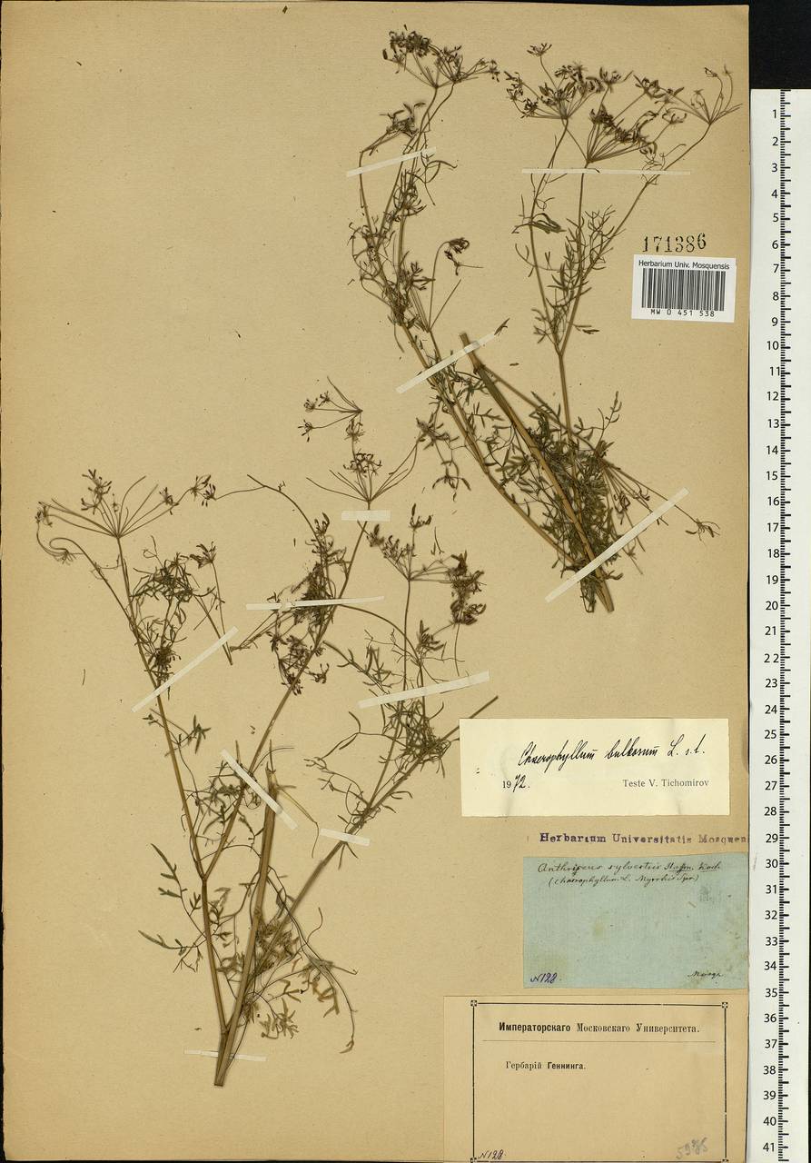 Chaerophyllum bulbosum L., Eastern Europe, Moscow region (E4a) (Russia)