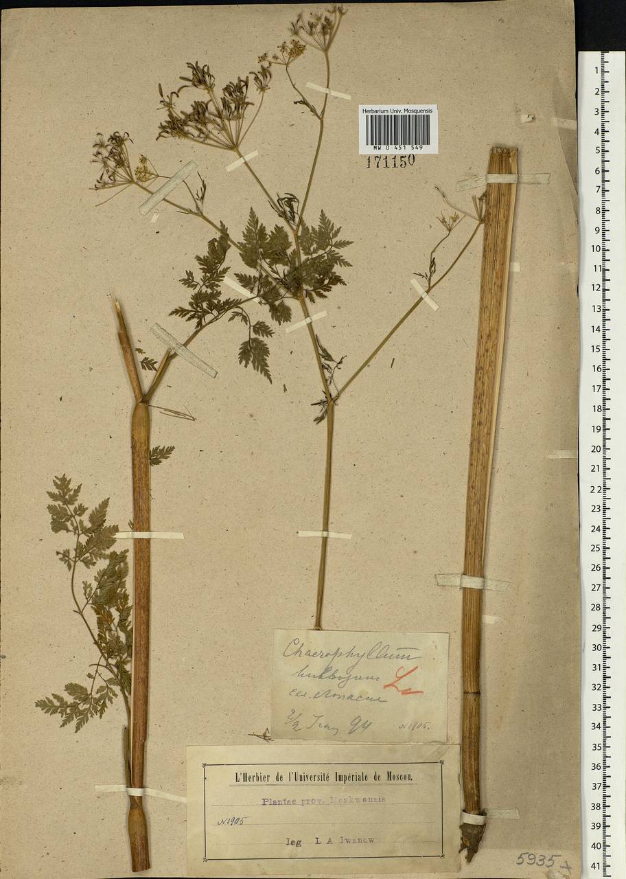 Chaerophyllum bulbosum L., Eastern Europe, Moscow region (E4a) (Russia)