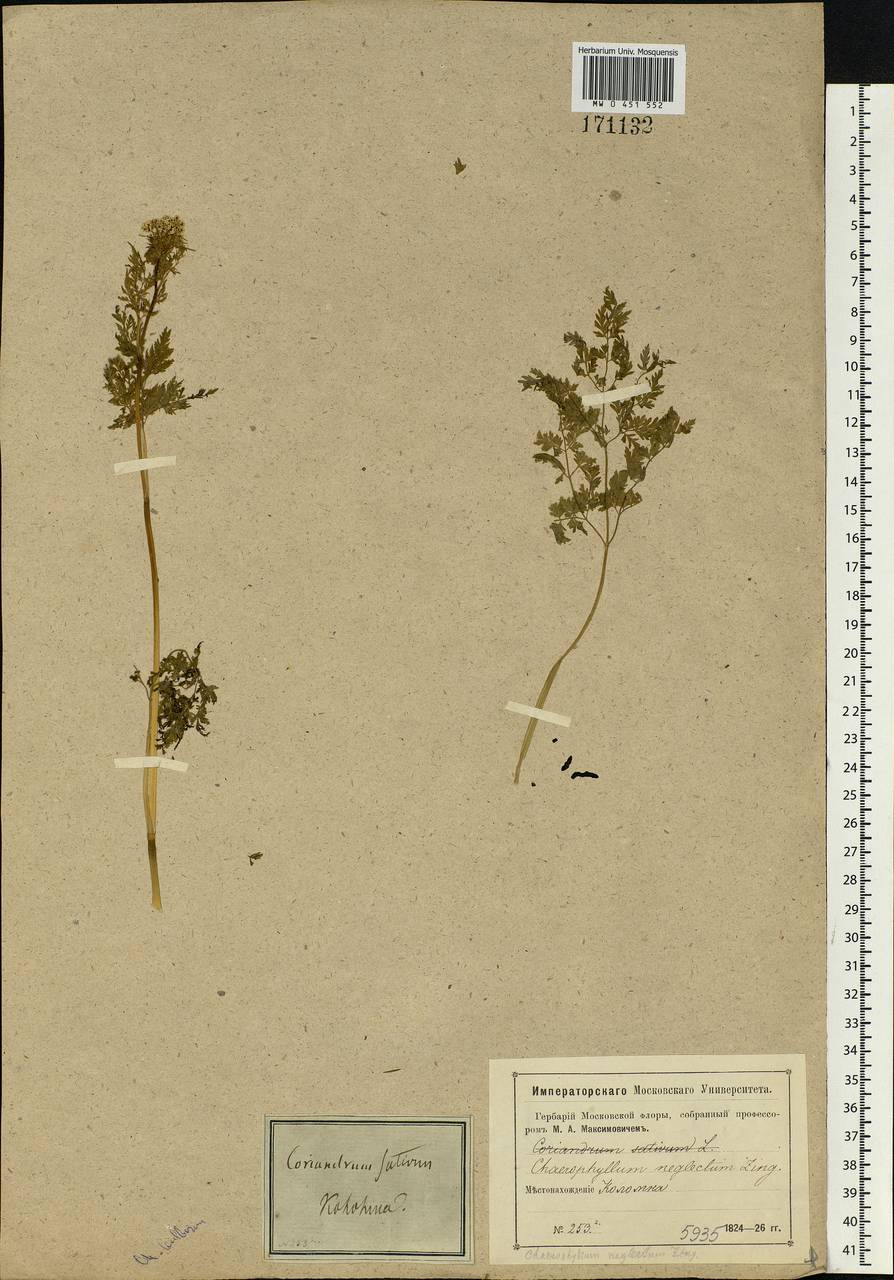 Chaerophyllum bulbosum L., Eastern Europe, Moscow region (E4a) (Russia)