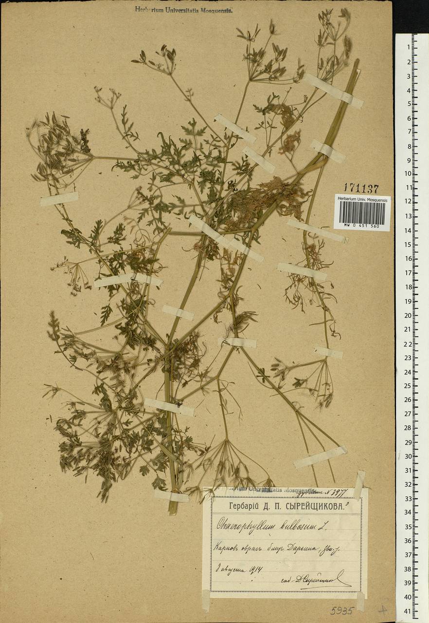 Chaerophyllum bulbosum L., Eastern Europe, Moscow region (E4a) (Russia)