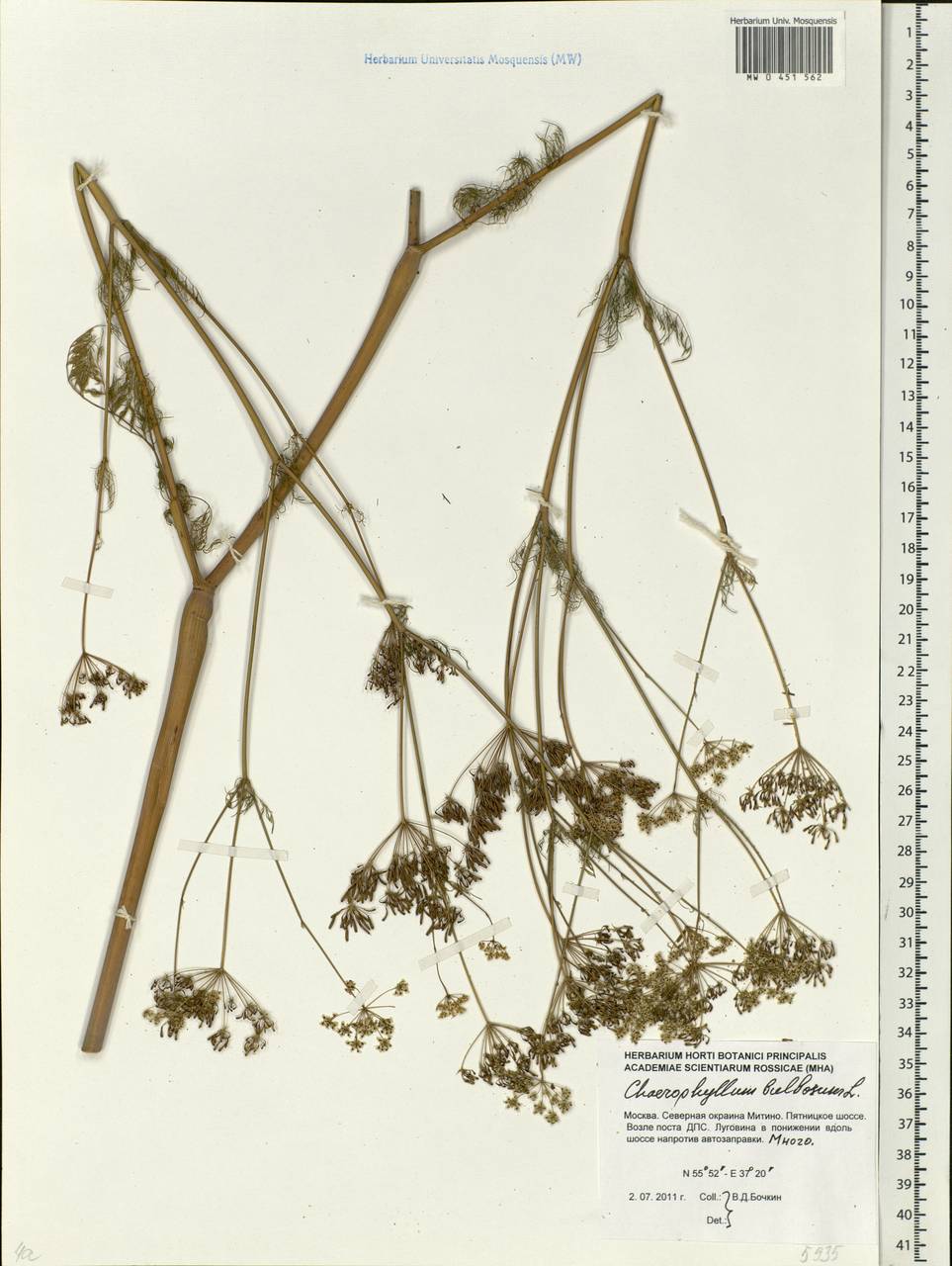 Chaerophyllum bulbosum L., Eastern Europe, Moscow region (E4a) (Russia)