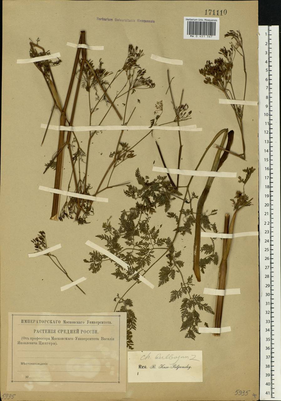 Chaerophyllum bulbosum L., Eastern Europe, Moscow region (E4a) (Russia)