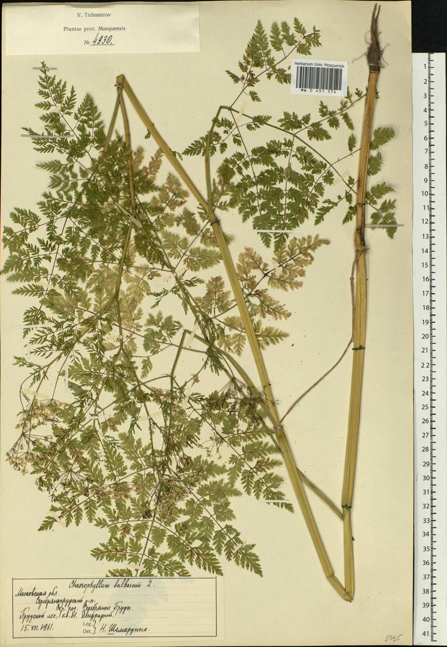 Chaerophyllum bulbosum L., Eastern Europe, Moscow region (E4a) (Russia)