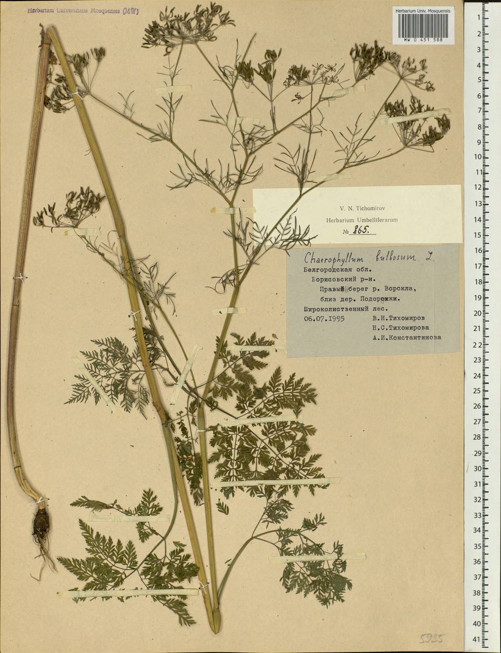Chaerophyllum bulbosum L., Eastern Europe, Central forest-and-steppe region (E6) (Russia)