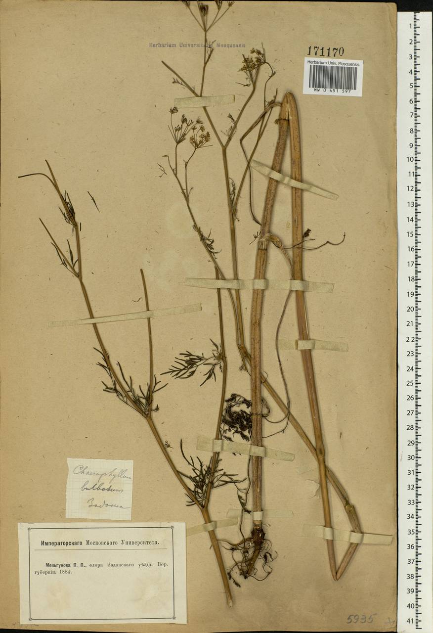 Chaerophyllum bulbosum L., Eastern Europe, Central forest-and-steppe region (E6) (Russia)