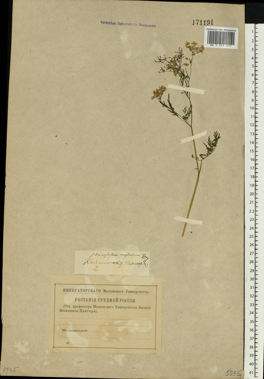 Chaerophyllum bulbosum L., Eastern Europe, Volga-Kama region (E7) (Russia)